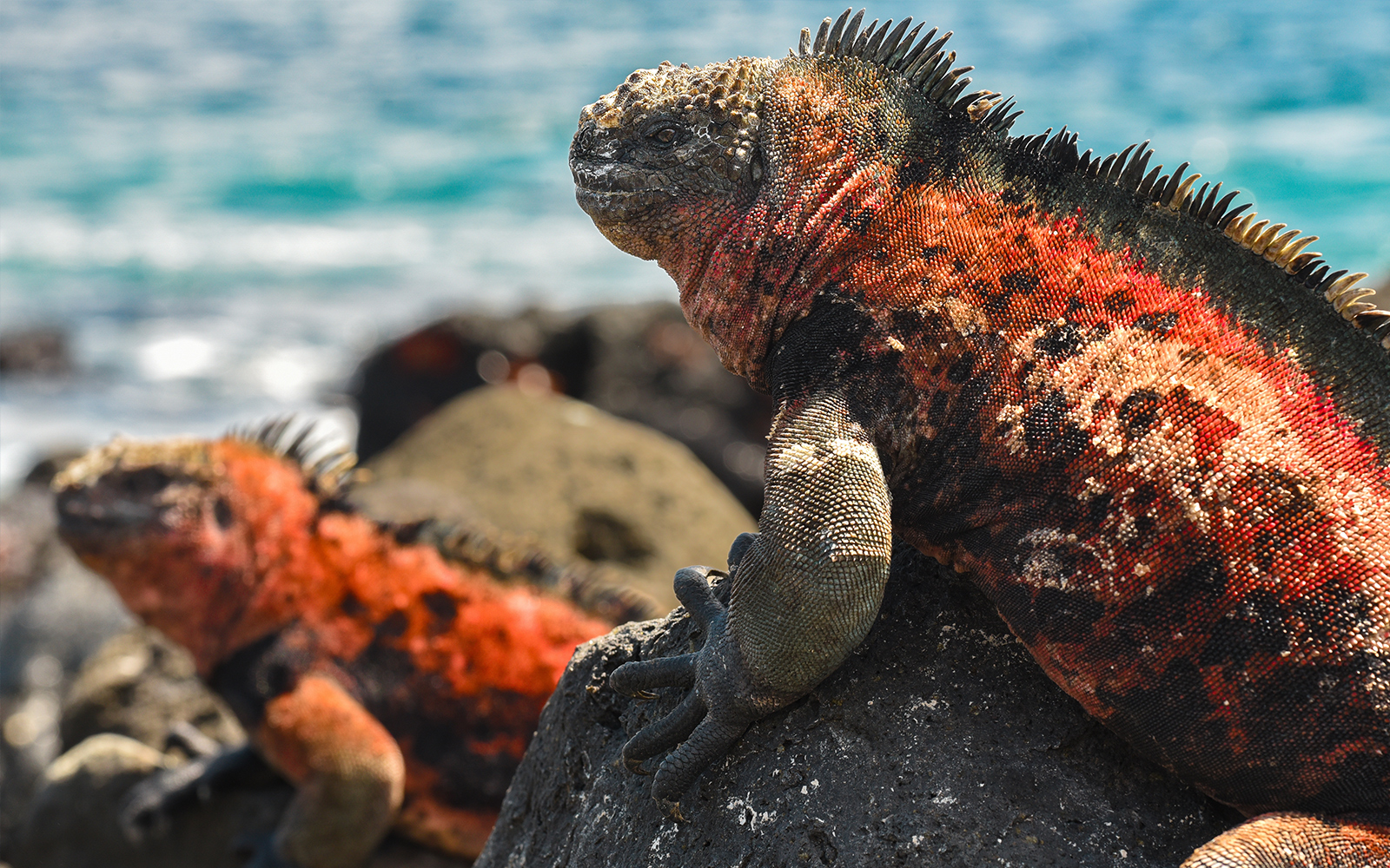 Marine iguanas in the Galapagos